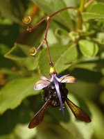 Bee3.jpg