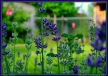 Lavender.jpg