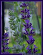 Lavender 2.jpg