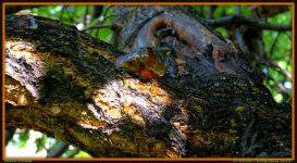 Apricot Tree Sap.jpg