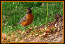 Robin Through the Fence.jpg