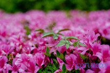 D800E 50mm f1.8G.jpg