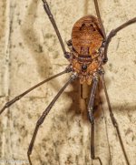 Creepy Crawly (1 of 1).jpg