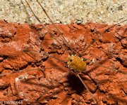 Daddy Long Legs (1 of 1).jpg
