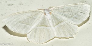 White Glitter (1 of 1).jpg