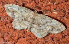 Speckled Beauty (1 of 1).jpg