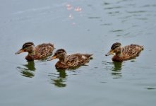 DSC_1198.jpg