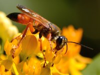 Wasp.jpg