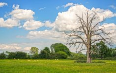 dead tree.jpg