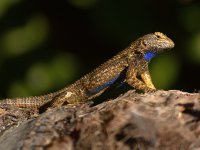 Lizard3.jpg
