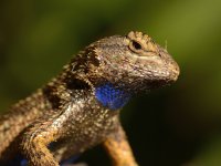 Lizard.jpg