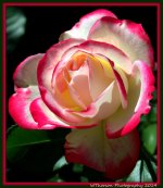 Pink and White Rose.jpg