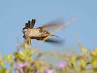 Hummer.jpg