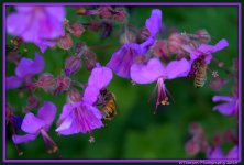Two Bee's on Tiny Purple Flowers.jpg