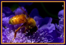 Yellow Bee Close Up.jpg