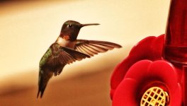 hummingbird new lens.jpg
