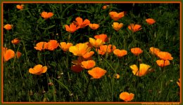 Yellow Buttercups.jpg