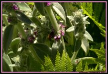 Bee Inside Lambs Ear Flowers.jpg