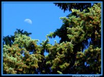 Moon and Pine Tree.jpg