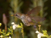 Hummer7.jpg