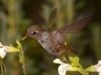 Hummer8.jpg