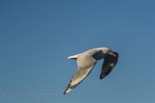 DSC_0619_webshot.jpg