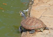 DSC_2964.jpg