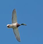 DSC_2894.jpg