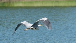 DSC_2889.jpg