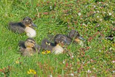 DSC_2842.jpg