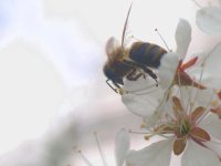 First Bee_DSC8996 -1.jpg
