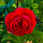DSCN1034 (1000x1000).jpg