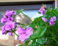 DSC_0044.jpg