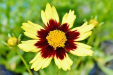 DSC_1241.jpg