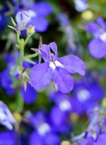 DSC_1249.jpg