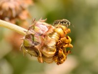 Bee.jpg
