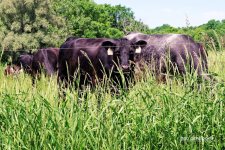 Mooooo 3_1044.jpg