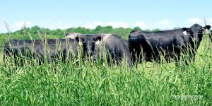 Mooooo 1_1042.jpg