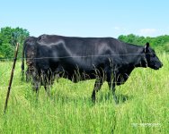 Mooooo 4_1045.jpg