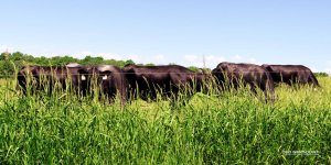 Mooooo 2_1043.jpg