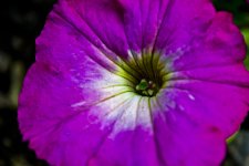 DSC_7274 web.jpg