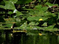 DSCN9550.jpg