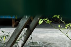 peeping-1.jpg