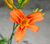 DSC_1251.jpg