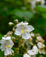 DSC_1255.jpg