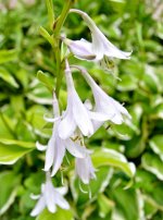 DSC_1257.jpg