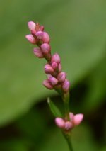 DSC_1263.JPG
