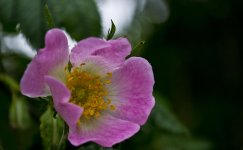 DSC_7288 web.jpg