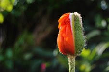 DSC_0012.jpg