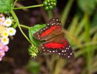 Anartia Amathea, (Scarlet Peacock).jpg